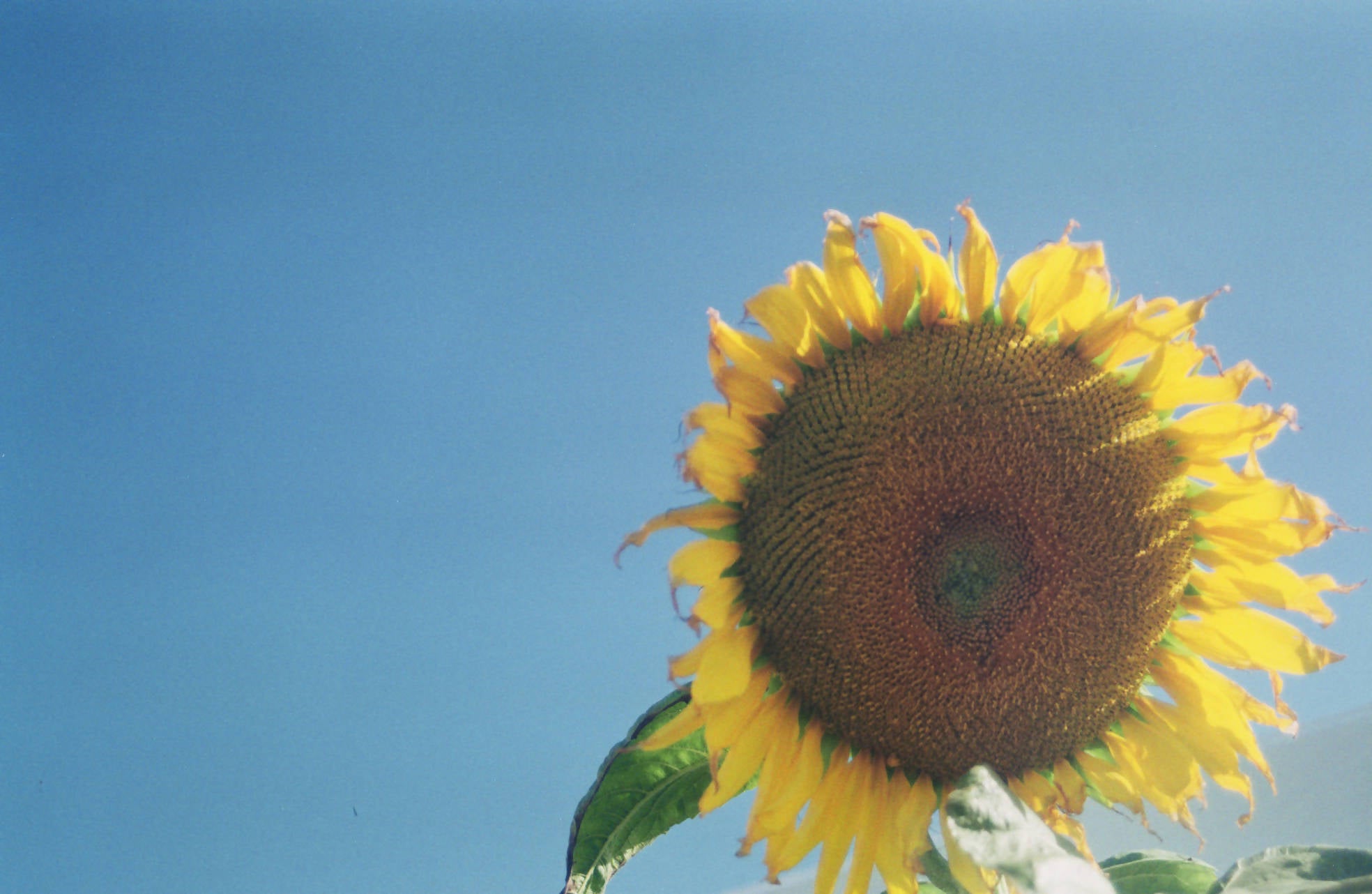 Sunflower in the sunshine.