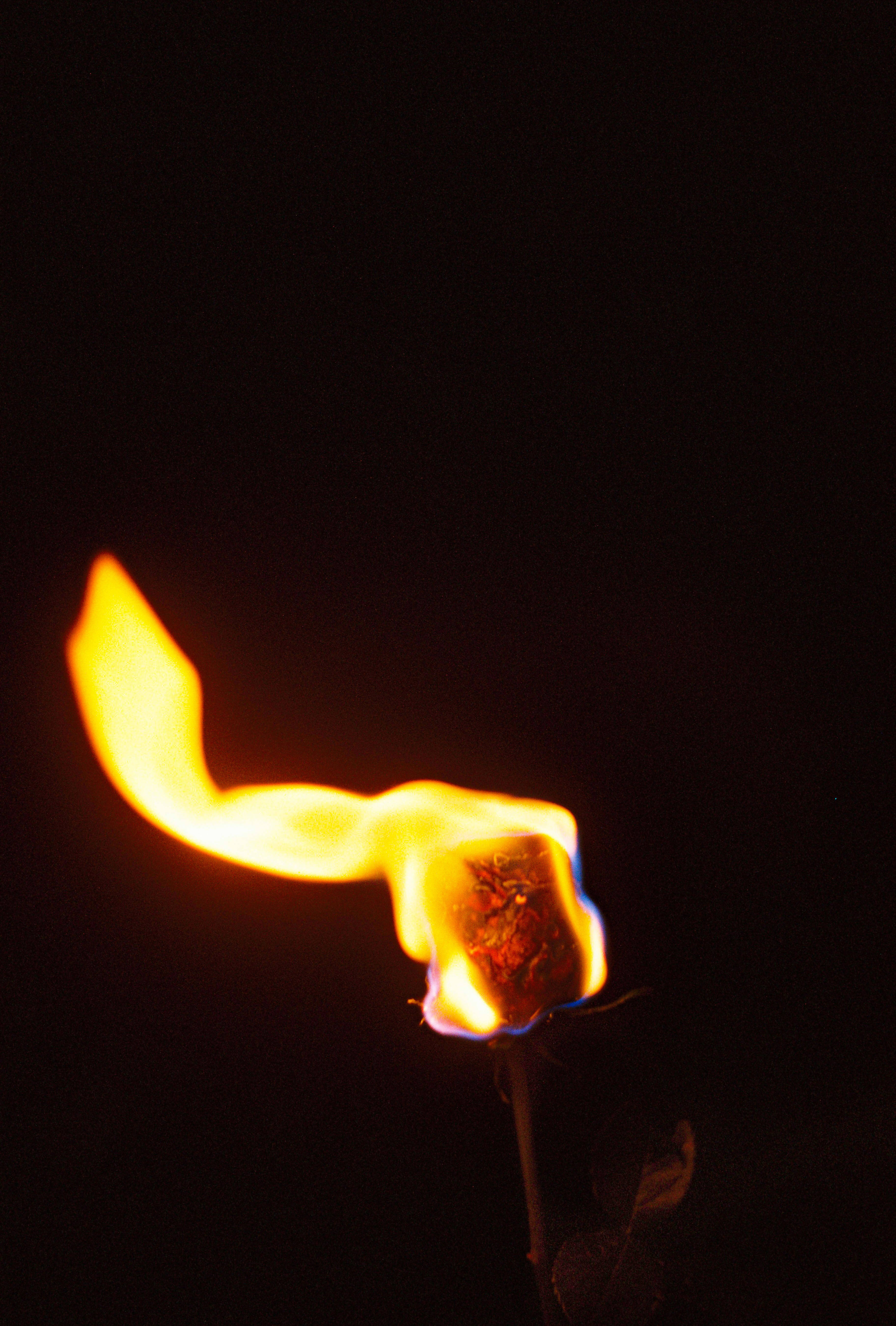 burning rose | print